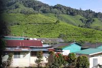 mit dem Schulbus in die Teeplantagen!