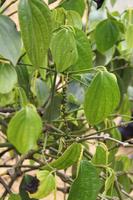 wo der Pfeffer wächst...