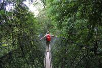 Canopy Walk am Nachmittag