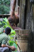 Orang Utan Mädchen