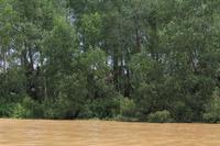 die ersten Nasenaffen