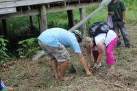 Baumpflanzprojekt zum Schutz des Regenwaldes