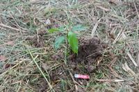 wir pflanzen jeder einen Baum