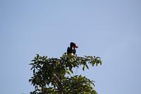 Rhinozeros-Nashornvogel