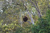und dann der Höhepunkt: ein Orang Utan
