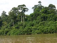 Bootsfahrt in den Dschungel nach Taman Negara