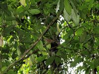 Taman Negara - Dschungeltrekking