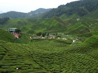 Cameron Highlands_Blick über Teeplantagen