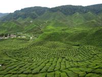 Cameron Highlands_Blick über Teeplantagen