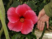 Cameron Highlands - Besuch einer Gärtnerei