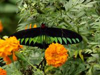 Cameron Highlands - Besuch der Schmetterlingsfarm