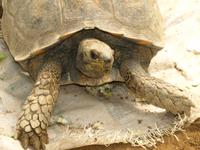 Cameron Highlands - Besuch der Schmetterlingsfarm