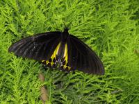 Cameron Highlands - Besuch der Schmetterlingsfarm