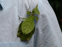 Cameron Highlands - Exotische  Tiere in der Schmetterlingsfarm