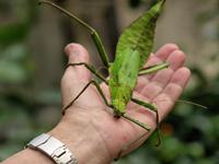 Cameron Highlands - Exotische  Tiere in der Schmetterlingsfarm