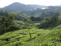 Cameron Highlands - Besuch der Teeplantage von BOH