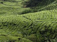 Cameron Highlands - Besuch der Teeplantage von BOH