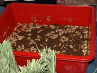 Borneo-Sarawak: Aof dem Markt in Serian- Würmer statt Viagra