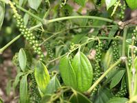 Borneo-Sarawak: Das Land ,wo der Pfeffer wächst