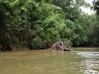 Borneo-Sarawak: Fahrt zum Langhaus der Iban