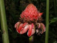 Borneo-Sabah: Ingwer-Blüte