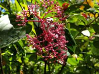 Borneo-Sabah: Blütenpracht im Montain Garden am Mount Kinabalu