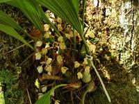 Borneo-Sabah: Blütenpracht im Montain Garden am Mount Kinabalu