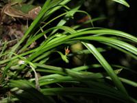 Borneo-Sabah: Die kleinste Orchidee im Montain Garden am Mount Kinabalu