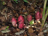 Borneo-Sabah: Blütenpracht im Montain Garden am Mount Kinabalu