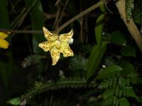 Borneo-Sabah: Blütenpracht im Montain Garden am Mount Kinabalu