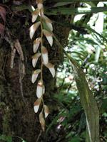 Borneo-Sabah: Blütenpracht im Montain Garden am Mount Kinabalu