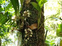 Borneo-Sabah: Blütenpracht im Montain Garden am Mount Kinabalu