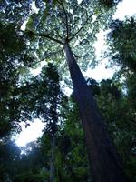 Borneo-Sabah: Auf dem Weg zu den Hängebrücken bei den Poring Hot Springs
