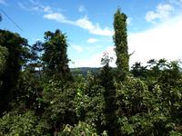 Borneo-Sabah: Blick von den Hängebrücken bei den Poring Hot Springs
