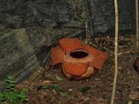 Borneo-Sabah: Die Rafflesia- Größte Blüte der Welt, bei Poring Hot Springs