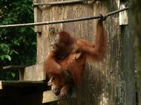 Borneo-Sandakan: Im Orang Utan Reservat von Sepilok