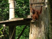 Borneo-Sandakan: Im Orang Utan Reservat von Sepilok