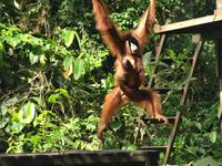 Borneo-Sandakan: Im Orang Utan Reservat von Sepilok