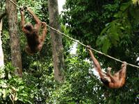 Borneo-Sandakan: Im Orang Utan Reservat von Sepilok