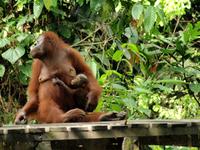 Borneo-Sandakan: Im Orang Utan Reservat von Sepilok