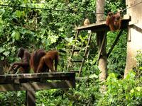 Borneo-Sandakan: Im Orang Utan Reservat von Sepilok