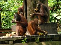 Borneo-Sandakan: Im Orang Utan Reservat von Sepilok