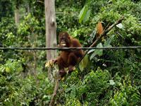 Borneo-Sandakan: Im Orang Utan Reservat von Sepilok