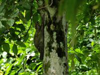 Borneo-Sandakan: Im Orang Utan Reservat von Sepilok