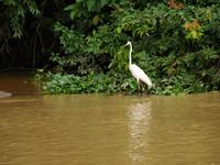 Borneo-Sandakan: Reiher während der Bootsfahrt nach Sukau