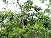 Borneo-Sandakan: Orang Utan während der Bootsfahrt nach Sukau