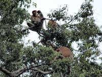 Borneo-Sukau:Die Nasenaffen