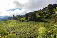 BOH Teeplantage