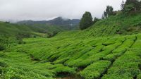 BOH-Teeplantage, Camoren Highlands, Malaysia