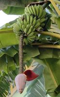 Banane mit Blüte